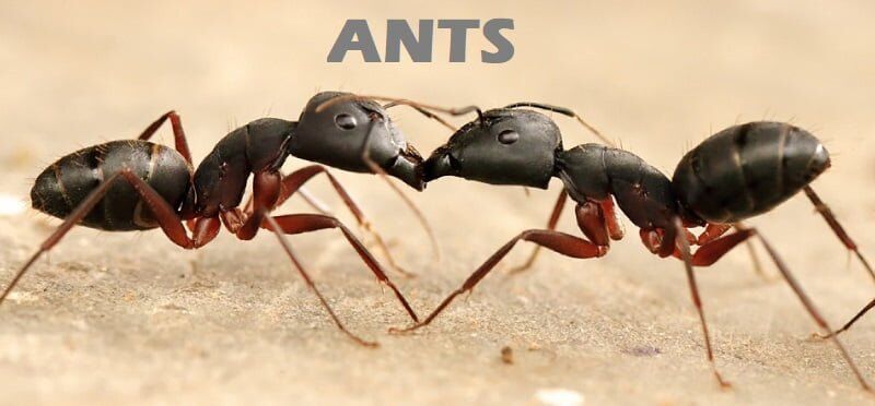 ants