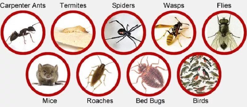 Fumigation and pest control services in Germany Fumigation and pest control services in Germany