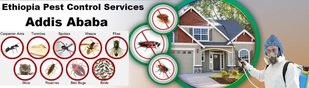 EXTERMINATORS AND PEST CONTROL IN ADDIS ABABA ADDIS ABABA visual data 7